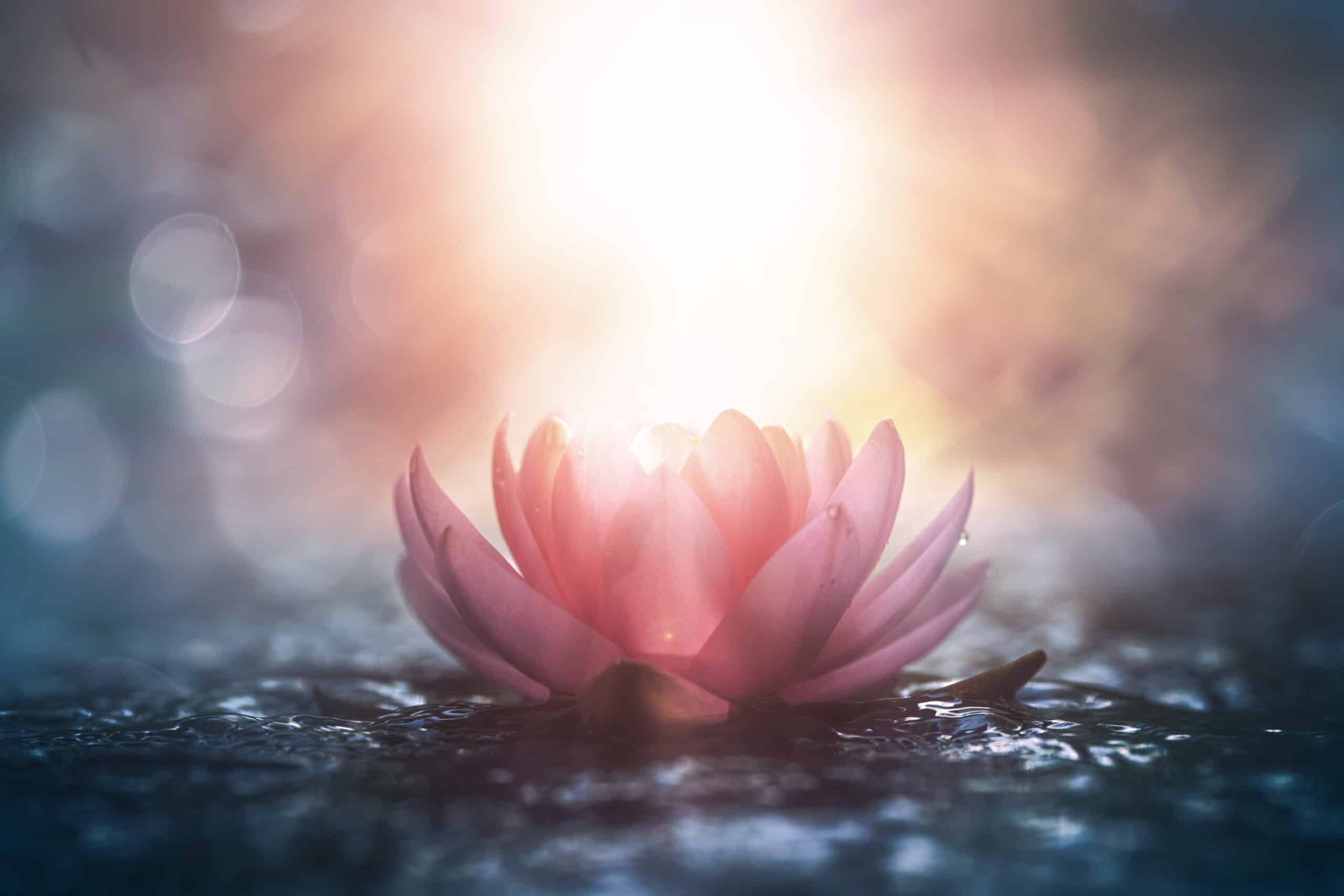 Rosa Wasserlilie oder Lotus auf dem Wasser im Sonnenschein, Bewusstseinscoaching, Potentialentfaltung