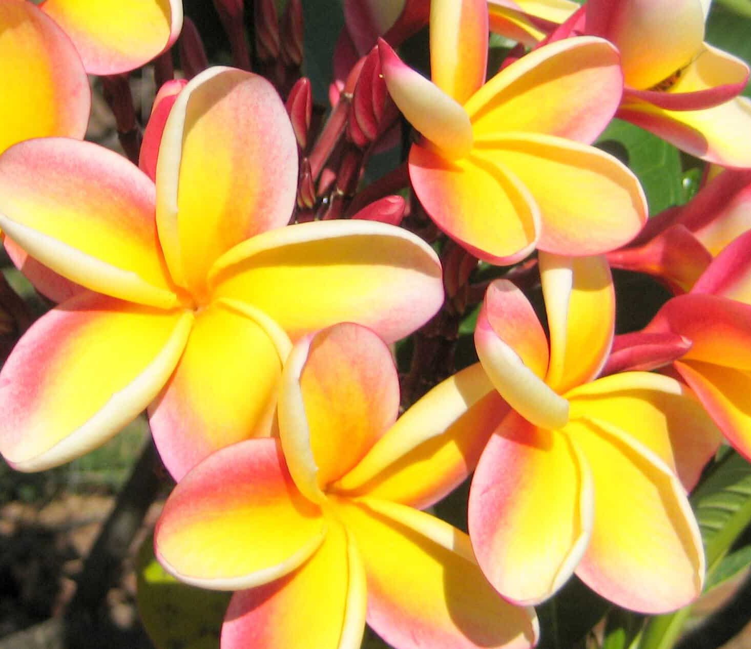 Ursula Gintar am Seeufer zwischen Bäumen, Bewusstseinscoaching, Potentialentfaltung am Bodensee